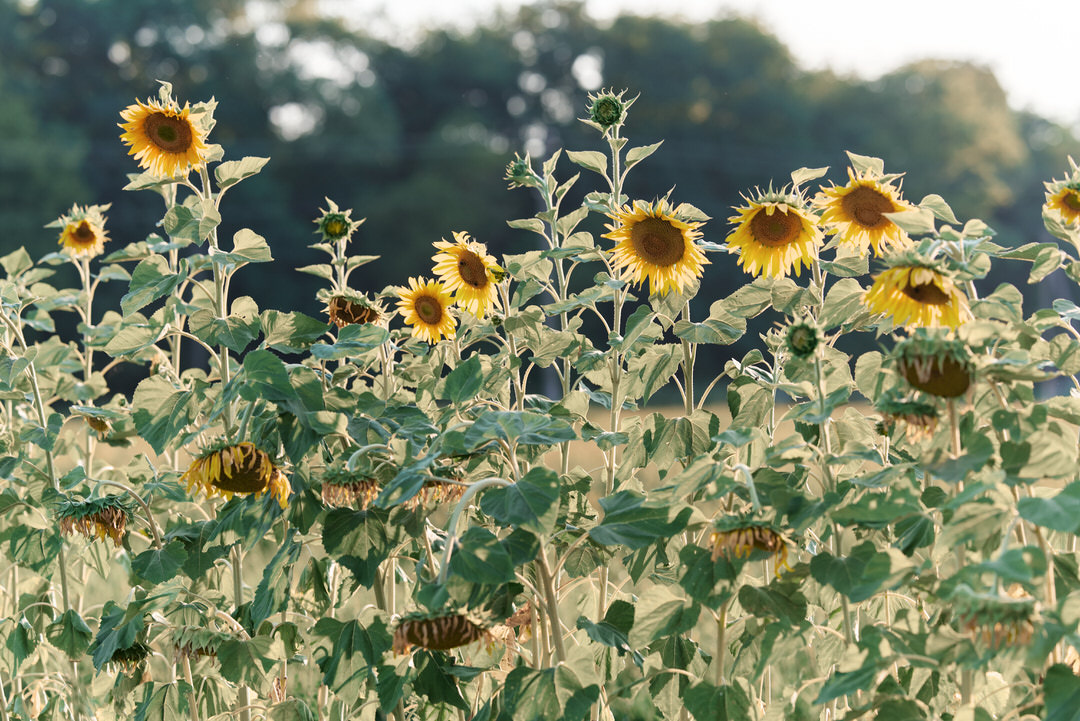 Фотограф в Гомеле Минске для индивидуальной фотосессии 310721 фото 4